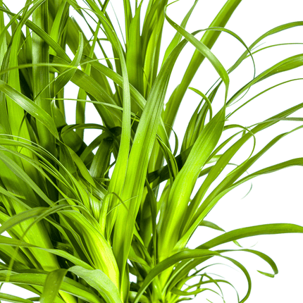 Beaucarnea Recurvata – Elefantenfuß – Zimmerpflanze – Ø27cm – ↕120cm – Pflegeleichte Sukkulente mit markantem Stamm – Luftreinigende Pflanze für Zuhause & Büro