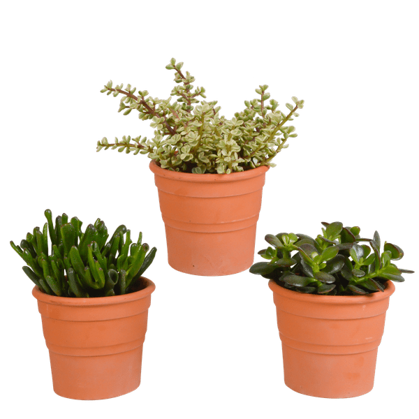 Crassula Mix – Dickblatt 3 Pflanzen– Ø10,5cm Zimmerpflanzen im Terrakotta-Topf – Verschiedene Sukkulenten im mediterranen Tontopf – Pflegeleichte Pflanzen für Fensterbank, Büro & Wohnzimmer