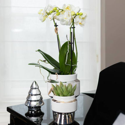 Phalaenopsis Orchidee Weiß – Amabilis – Ø9cm x H40cm – Le Chic Deko – Topf Silber – Blühende Zimmerpflanze mit 2-3 Zweigen