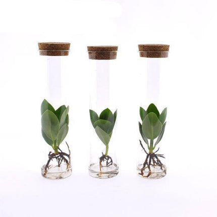 Clusia in Röhrenglas – Balsamapfel – Hydroponie Zimmerpflanze – Ø5cm – Höhe ca. 15cm – 3 Pflanzen – dekorative Glasvase mit Grünpflanze