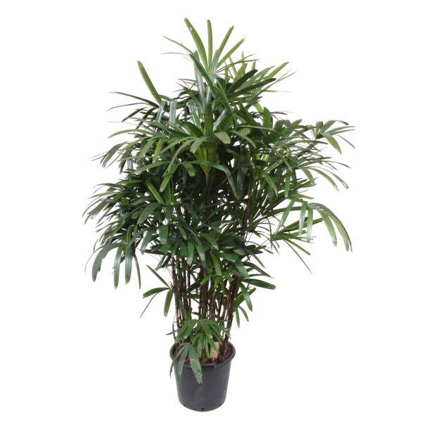 Steckenpalme – Rhapis Excelsa – Zimmerpflanze 190cm – Ø40cm – Elegante Damenpalme mit fächerförmigen Blättern – Pflegeleichte Palme für Wohnzimmer, Büro & Wintergarten