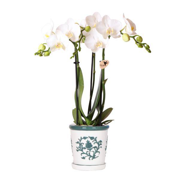 Phalaenopsis Orchidee Amabilis Weiß – Zimmerpflanze Ø9cm – inkl. Malaga Ziertopf Grün – Elegante Orchidee mit 2–3 Blütenstielen – Dekoratives Pflanzenset für Wohnzimmer, Büro & Geschenkidee