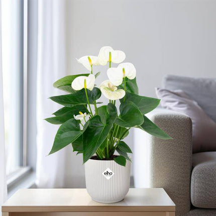 Flamingoblume – Anthurium Weiß – Zimmerpflanze Ø12cm – Höhe ca. 43cm – Elegante tropische Blühpflanze mit herzförmigen Blättern – Luftreinigende Zimmerdekoration für Wohnzimmer & Büro