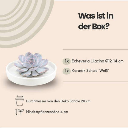 Sukkulente – Echeveria lilacina ROOTLESS – Ø20cm Schale Weiß – Zimmerpflanze ohne Wurzeln – Pflegeleichte Schnitt-Sukkulente als Tischdeko & Geschenk