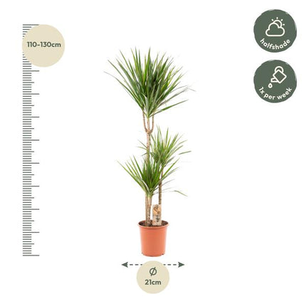 Drachenbaum Dracaena Marginata – Zimmerpflanze – Ø21cm x ↕120cm – Tropische Grünpflanze mit luftreinigend – Pflegeleicht