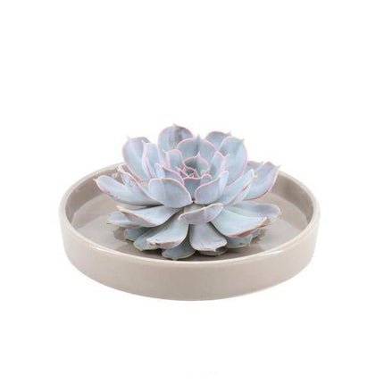 Sukkulente – Echeveria lilacina ROOTLESS – Ø20cm Schale „Taupe“ – Zimmerpflanze ohne Wurzeln – Pflegeleichte Schnitt-Sukkulente als Tischdeko & Geschenkidee
