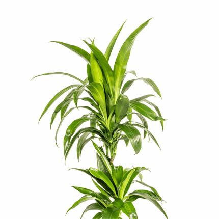 Dracaena Deremensis Lisa – Drachenbaum – Ø19cm – ↕70-90cm – Elegante Zimmerpflanze mit dunkelgrünen Blättern – Pflegeleicht & luftreinigend