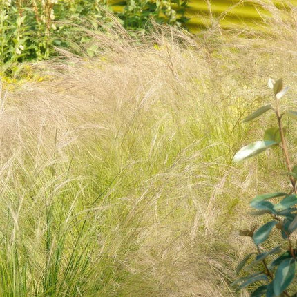 Stipa tenuissima 'Pferdeschwänze' – 40 Pflanzen – Federgras – Ziergras – Luftig & Graziles Gras – Blüht Mai–September – Sonniger Standort