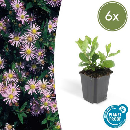 Wild – Aster ageratoides 'Asran' – 6 Stück – ↕10-25cm – Ø9cm – Herbstblüher für Garten & Balkon – Pflegeleichte Staude mit hellblauen Blüten