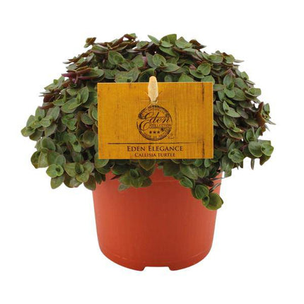 Callisia repens – Kriechendes Schönpolster – Ø10,5cm – ↕15cm – Beliebte Zimmerpflanze mit hängenden Ranken – Pflegeleicht & dekorativ – Luftreinigende Grünpflanze