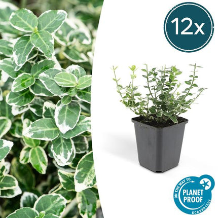 Spindelstrauch Euonymus fortunei 'Emerald 'n Gaiety' – 12 Pflanzen – ↕10-25cm – Ø9cm – Silberbunte Blätter – Bodendecker, Hecke & Solitär