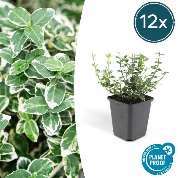 Spindelstrauch Euonymus fortunei 'Emerald 'n Gaiety' – 12 Pflanzen – ↕10-25cm – Ø9cm – Silberbunte Blätter – Bodendecker, Hecke & Solitär