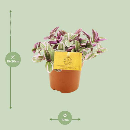 Tradescantia Sweetness – Dreimasterblume – Zimmerpflanze – Ø10,5cm – Höhe ca. 10cm – Kompakte, pflegeleichte Blattschmuckpflanze – Für Fensterbank & Büro