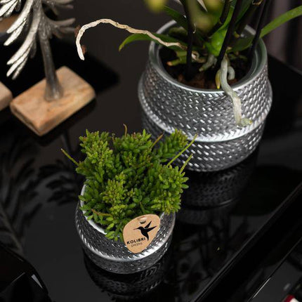 Weiße Phalaenopsis Gent – Orchidee im silbernen Groove – Dekotopf – Ø12cm – Blühende Zimmerpflanze – 2-3 Zweige – Elegante Orchidee mit Ziertopf
