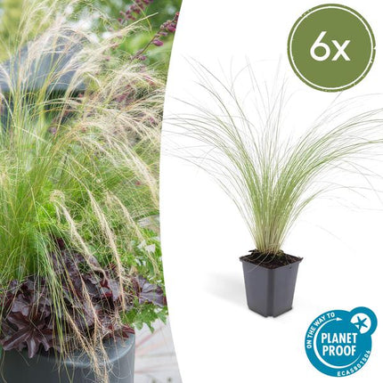 Federgras – Stipa tenuissima 'Pferdeschwänze' – ↕10-25cm – Ø9cm – 6 Pflanzen – Luftiges Ziergras – Sonne – Pflegeleicht – Blühend von Mai bis Septembe