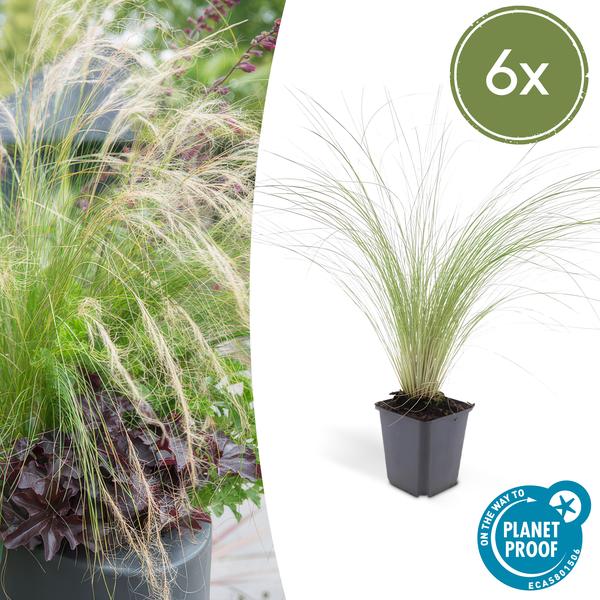 Federgras – Stipa tenuissima 'Pferdeschwänze' – ↕10-25cm – Ø9cm – 6 Pflanzen – Luftiges Ziergras – Sonne – Pflegeleicht – Blühend von Mai bis Septembe