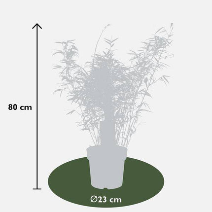 Schirmbambus Fargesia rufa 3er – Set Ø23cm ↕80cm – hochwertiges Produkt für Pflanzen, Garten, Zuhause, Dekoration & moderne Einrichtung
