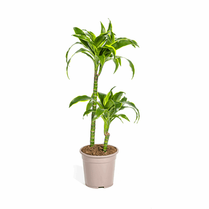 Dracaena deremensis ‘Dorado’ – Drachenbaum – Zimmerpflanze Ø19cm – 70–90cm hoch – Pflegeleichte Grünpflanze mit dunkelgrünen Blättern & gelbem Rand – Luftreinigend