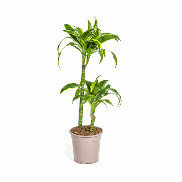 Dracaena deremensis ‘Dorado’ – Drachenbaum – Zimmerpflanze Ø19cm – 70–90cm hoch – Pflegeleichte Grünpflanze mit dunkelgrünen Blättern & gelbem Rand – Luftreinigend