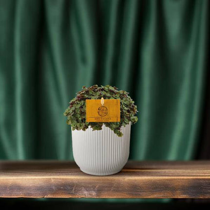 Callisia repens – Kriechendes Schönpolster – Ø10,5cm – ↕15cm – Beliebte Zimmerpflanze mit hängenden Ranken – Pflegeleicht & dekorativ – Luftreinigende Grünpflanze