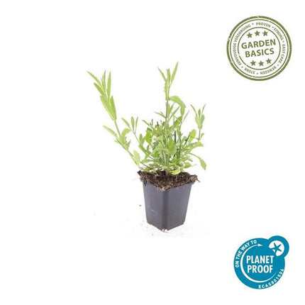 Verbena bonariensis – 60 Pflanzen – Patagonisches Eisenkraut – Luftige Staude mit Lila Blüten – Schmetterlings- & Bienenzierde – Pflegeleicht & Winterhart