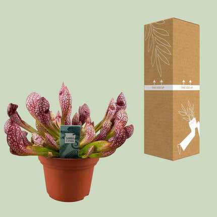 Schlauchpflanze – Sarracenia Scarlet Belle – fleischfressende Zimmerpflanze – Ø12cm – ca. 40cm hoch – exotische Karnivore für Innen & Balkon