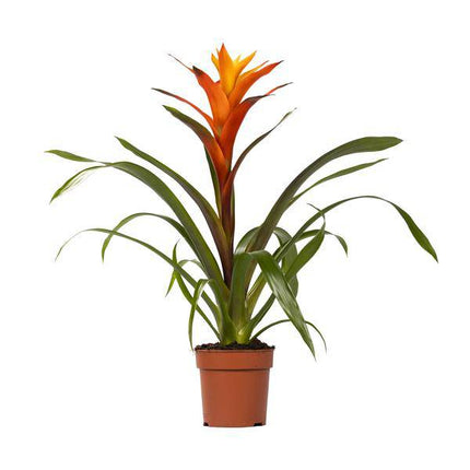 Bromelie – Guzmania Variada – Zimmerpflanze – Ø12cm – ↕50cm – Exotische Blühpflanze für Innenräume – Pflegeleicht & dekorativ