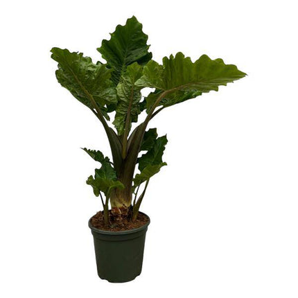 Alocasia Low Raider – Pfeilblatt – Exotische Zimmerpflanze mit blaugrünen Blättern – Höhe ca. 75cm – Ø26cm