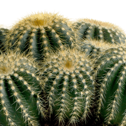 Kaktus – Eriocactus warasii – Ø12cm – Zimmerpflanze & Sukkulente – Kugelkaktus mit feinen gelben Stacheln – Pflegeleicht & dekorativ
