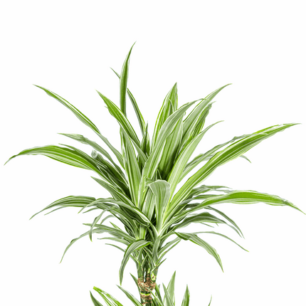 Dracaena Deremensis White Stripe – Drachenbaum – Ø19cm – ↕70-90cm – Elegante Zimmerpflanze mit weißen Blattstreifen – Pflegeleicht & luftreinigend