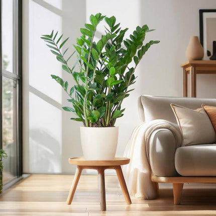 Zamioculcas Zamiifolia Glücksfeder – robuste Zimmerpflanze ↕80cm Ø21cm – pflegeleichte Smaragdpalme im nachhaltigen Viber Topf Weiß