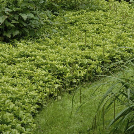 Schattengrün – Pachysandra terminalis 'Green Carpet' – ↕10-25cm – Ø9cm – 20 Pflanzen – Immergrüner Bodendecker – Halbschatten – Pflegeleicht