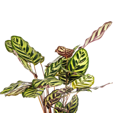 Calathea Makoyana Pfauen – Korbmaranthe – Zimmerpflanze Ø17cm – ca. 40-50cm hoch – Dekorative Blätter mit roter Unterseite