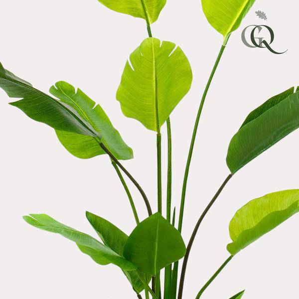 Kunstpflanze Strelitzia Nicolai – Paradiesvogelblume – 150cm – Hochwertige künstliche Pflanze mit großen naturgetreuen Blättern – Immergrüne Dekopflanze für Wohnzimmer, Büro & Innenräume – Pflegefrei & langlebig