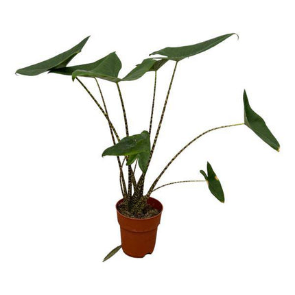 Alocasia Zebrina – Tiger – Pfeilblatt – Exotische Zimmerpflanze – Ø21cm – Höhe ca. 100cm