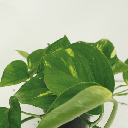 Efeutute Epipremnum aureum Scindapsus Zimmerpflanze Ø12cm ↕20cm – pflegeleichte Grünpflanze für Wohnzimmer, Büro & helle Standorte kaufen