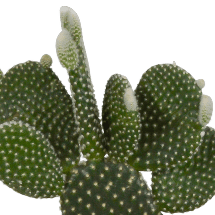 Kaktus Mix – 3 Pflanzen – Ø10,5cm Zimmerpflanzen im weißen Übertopf – Verschiedene Kakteen im dekorativen Glasgefäß – Pflegeleichte Sukkulenten für Fensterbank, Büro & Wohnzimmer