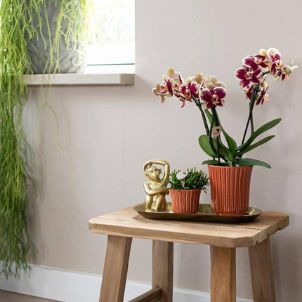 Überraschungsbox Orchideen – 4 verschiedene Pflanzen Ø9cm – Orchideen frisch vom Züchter – Pflegeleichte Zimmerpflanzen ohne Übertopf – Phalaenopsis Mix oder einfarbig