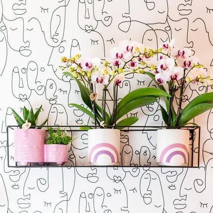 Weiße Phalaenopsis-Orchidee ‘Mineral Gibraltar’ – Blühende Zimmerpflanze – Ø9 cm-Topf – Elegante & langlebige Blüten – Orchidee für Fensterbank & Wohnraum