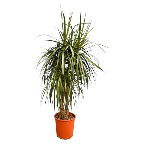 Drachenbaum Dracaena Anita Variegata Zimmerpflanze 190cm Große Grünpflan Zimmerpflanze ↕190cm – pflegeleichte Grünpflanze für Wohnzimmer, Büro