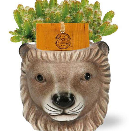 Hylocereus undatus – Drachenfrucht Pflanze – Zimmerpflanze Ø11cm, ca. 15cm hoch – inkl. Topf Lion Braun Ø11/13x10cm – Exotisches Kakteengewächs, pflegeleicht & dekorativ