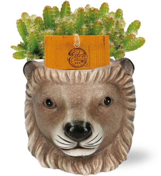 Hylocereus undatus – Drachenfrucht Pflanze – Zimmerpflanze Ø11cm, ca. 15cm hoch – inkl. Topf Lion Braun Ø11/13x10cm – Exotisches Kakteengewächs, pflegeleicht & dekorativ