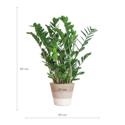 Zamioculcas Zamiifolia 80cm – Glücksfeder Zimmerpflanze Ø21cm – pflegeleichte & robuste Pflanze für Zuhause & Büro – inkl. handgeflochtenem Jutekorb Lissabon Weiß