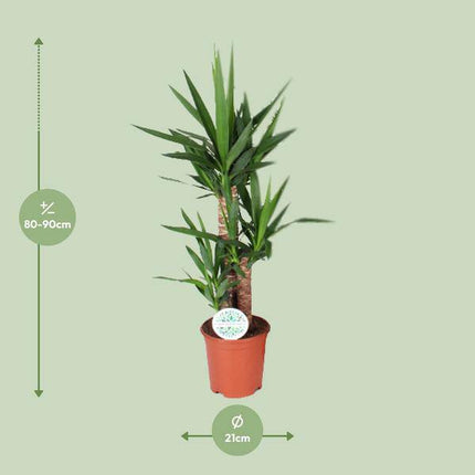 Palmlilie – Yucca – Zimmerpflanze – Ø21cm – ca. 90cm hoch – pflegeleichte Grünpflanze für Wohnzimmer Büro Flur