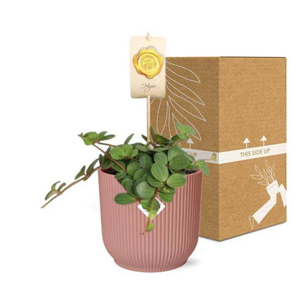 Zwergpfeffer – Peperomia Hope – pflegeleichte Zimmerpflanze – dekorativer Topf Vibes Fold 14cm Rosa – kompakte Grünpflanze für Innenräume