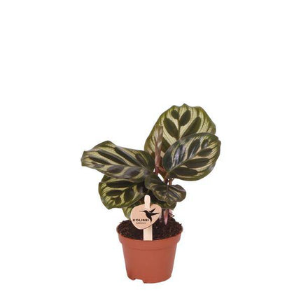 Calathea Makoyana – Pfauen – Korbmarante – Ø6cm – Luftreinigende Zimmerpflanze mit exotischem Blattmuster – Tropische Grünpflanze für Innenräume