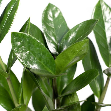Glücksfeder Zamioculcas – Pflegeleichte Zimmerpflanze – Höhe ca. 35cm – Ø12cm – Immergrün & robust – Für Büro & Wohnung