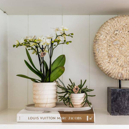 Dekotopf Marmor – Hell – Ø9cm – Keramik Blumentopf in Marmoroptik – Zeitloses Design – Für Zimmerpflanzen, Orchideen & Sukkulenten