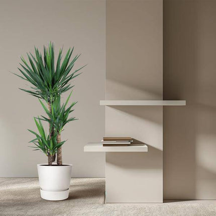 Yucca Elephantipes – Riesen-Palmlilie – Zimmerpflanze – Ø27cm – ↕140cm – Pflegeleicht & Robust – Für Innen & Außen
