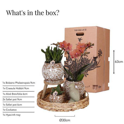 Geschenkset Phalaenopsis Orchidee Rot & Sukkulenten – Inkl. 3 Keramik – Ziertöpfe – Pflanzenset mit Dekotieren – Perfekt als Geschenk & Deko